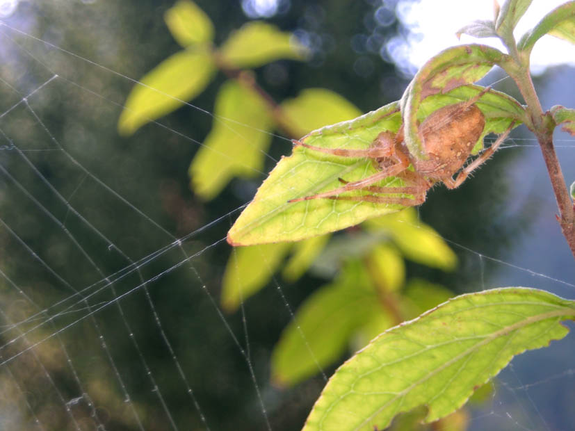 Araneus diadematus